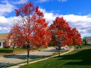 A quiet residential street lined with trees in vivid autumn colour
