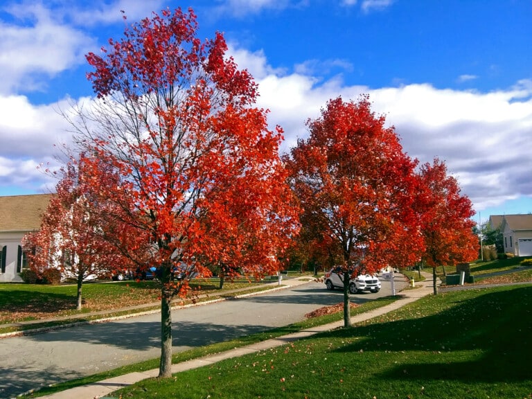 A quiet residential street lined with trees in vivid autumn colour